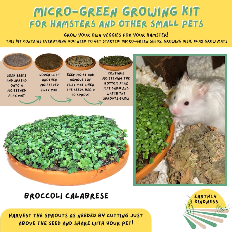 Broccoli Calabrese Microgreen Growing Kit Nutritious Healthy Treat
