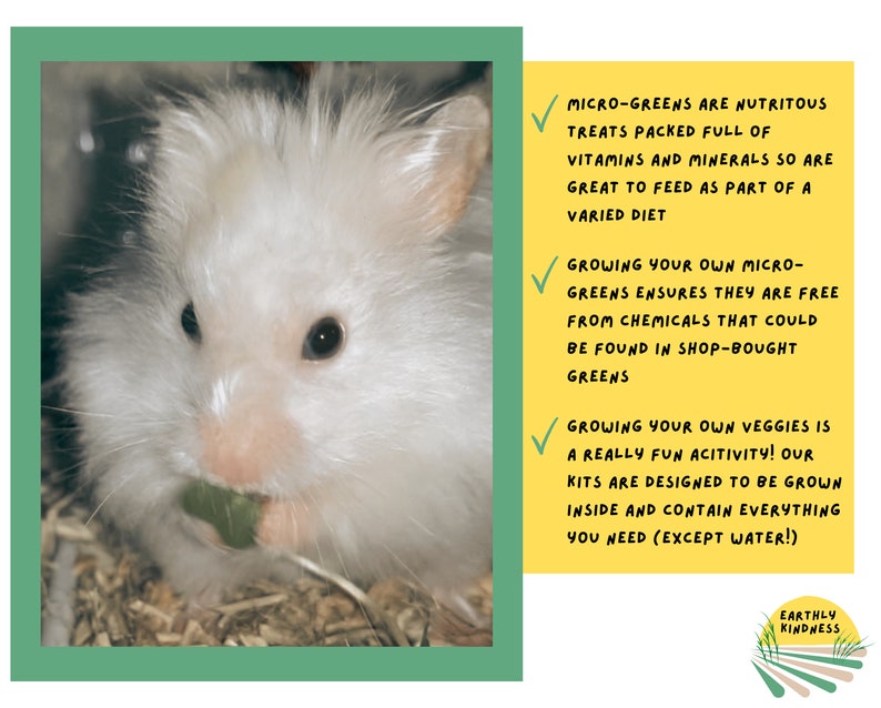 Broccoli Calabrese Microgreen Growing Kit Nutritious Healthy Treat