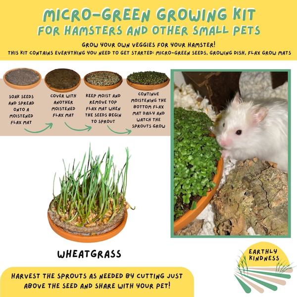 Wheatgrass Micro-green Growing Kit - Nutritious healthy treat enrichment for small pets: Hamster Rabbit Guinea pig Mice Rat Gerbil