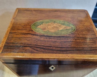 Palisander und Muschel Inlay Caddy um 1820