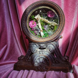 Puede incluir: Una cúpula de vidrio vintage con una base de madera, que contiene flores secas, musgo y un objeto parecido a un hueso. La cúpula está sobre una superficie de terciopelo rosa.