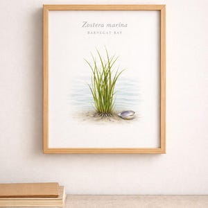 May include: A framed botanical print featuring a watercolor illustration of Zostera marina, also known as eelgrass, with the text "Zostera marina BARNEGAT BAY". The artwork depicts green grass, sand, water, and a seashell. The frame is made of light-colored wood.