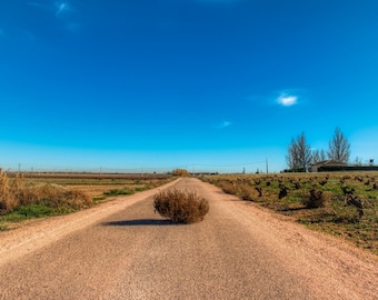 Jumbo Yellowstone Tumbleweed!