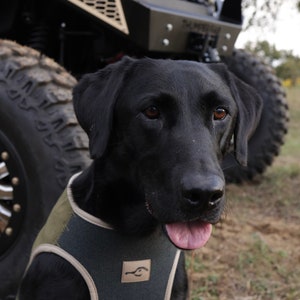 May include: A black Labrador Retriever wearing a green and tan vest, with its tongue out, stands in front of a black off-road vehicle. The dog is the primary focus, with the vehicle's tire and front bumper visible.