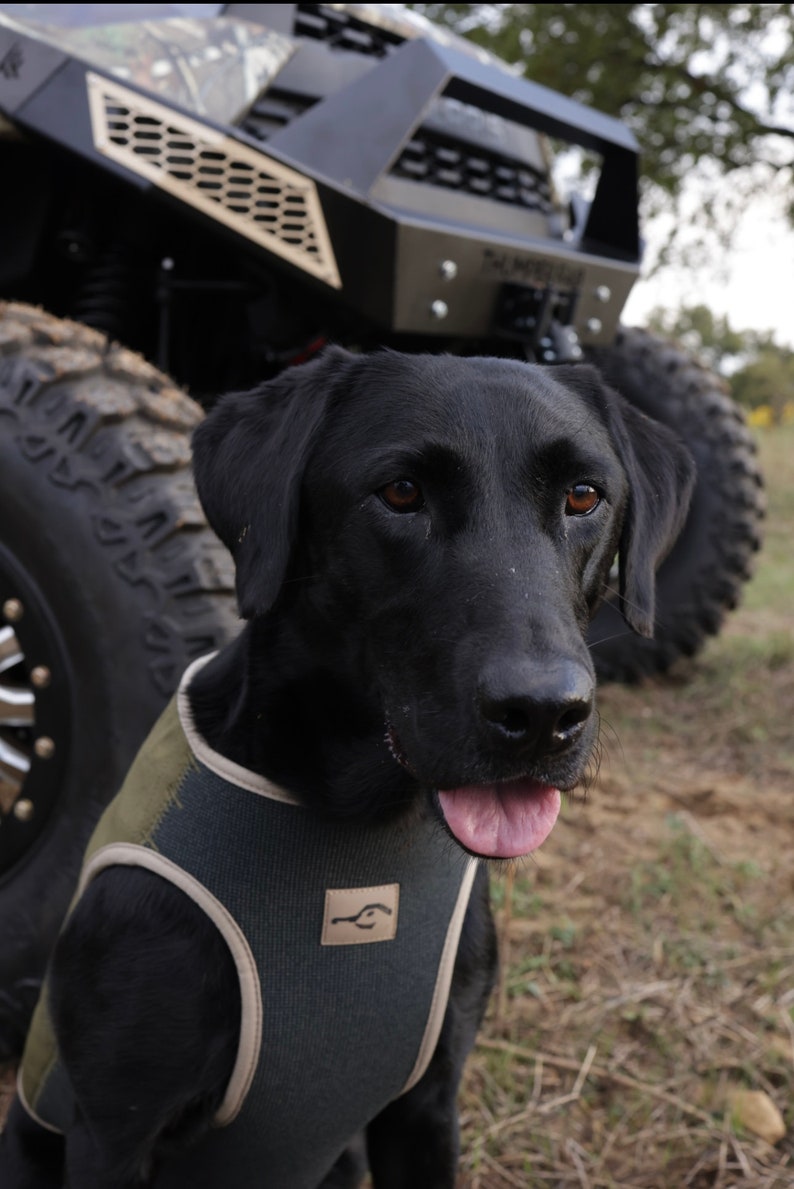 May include: A black Labrador Retriever wearing a green and tan vest, with its tongue out, stands in front of a black off-road vehicle. The dog is the primary focus, with the vehicle's tire and front bumper visible.