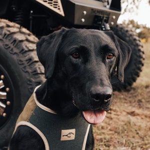 May include: A black Labrador Retriever wearing a green and tan dog harness, with its tongue out. The dog is in front of a black off-road vehicle with large tires. The vehicle has the text "THUNDERBIRD" on the front.