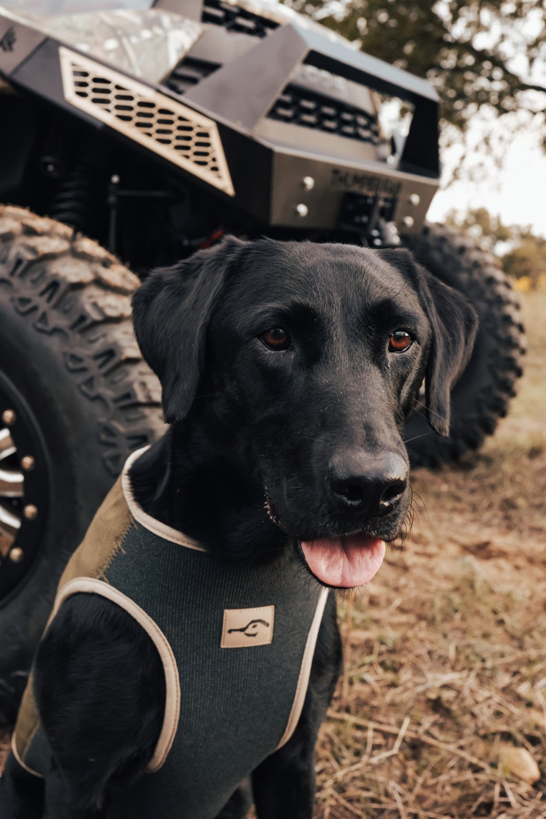 May include: A black Labrador Retriever wearing a green and tan dog harness, with its tongue out. The dog is in front of a black off-road vehicle with large tires. The vehicle has the text "THUNDERBIRD" on the front.