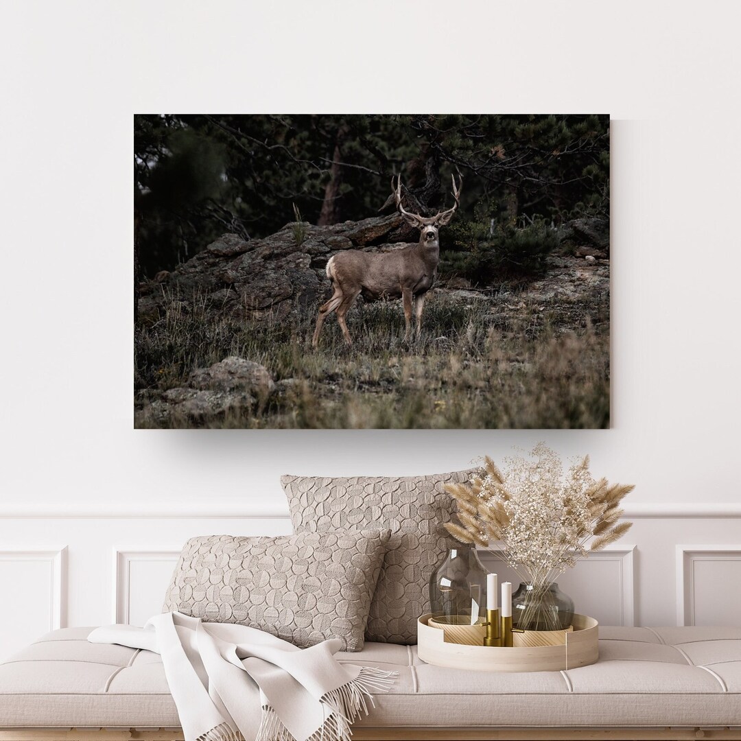 Mule Deer Wildlife Metal Wall Art Print, Estes Park, Colorado, Home