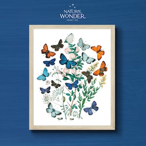 Vintage Blue Butterfly Print | Insect Art Print | Nature Gallery Wall Print | Biology Art Printable