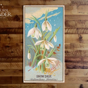 Snowdrop Print / Arte vintage para amantes de la naturaleza y jardineros / DESCARGA INSTANTE