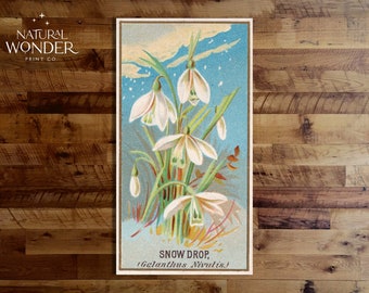 Snowdrop Print | Vintage Art for Nature Lovers and Gardeners | INSTANT DOWNLOAD