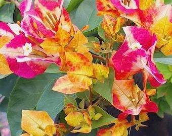 Rare Seven Colors bougainvillea