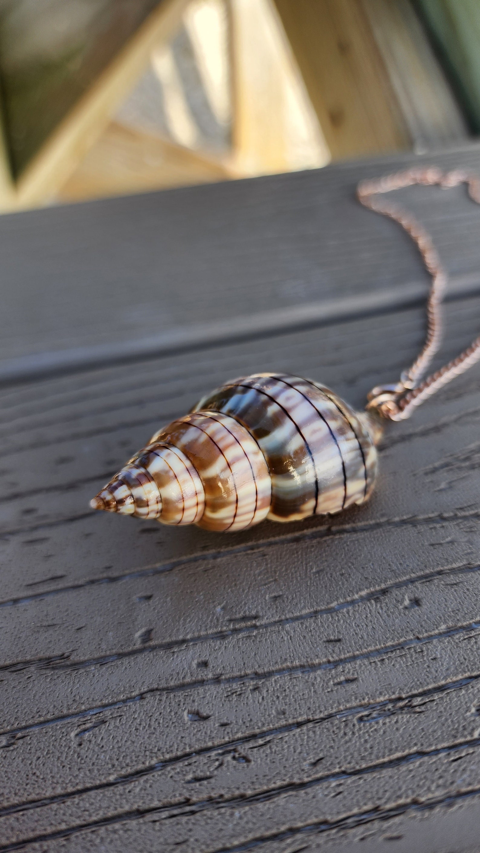 Women's Seashell Charm Necklace on 18inch Chain. Real Shell Jewelry ...