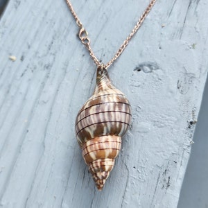 Women's Seashell Charm Necklace on 18inch Chain. Real Shell Jewelry ...