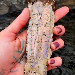 May include: A long, narrow, rough-textured mineral specimen featuring a cracked, cream-coloured surface with iridescent, multi-coloured flashes of pink, blue, and gold. The top section is dark, matte, and jagged, contrasting with the lighter, fractured body.