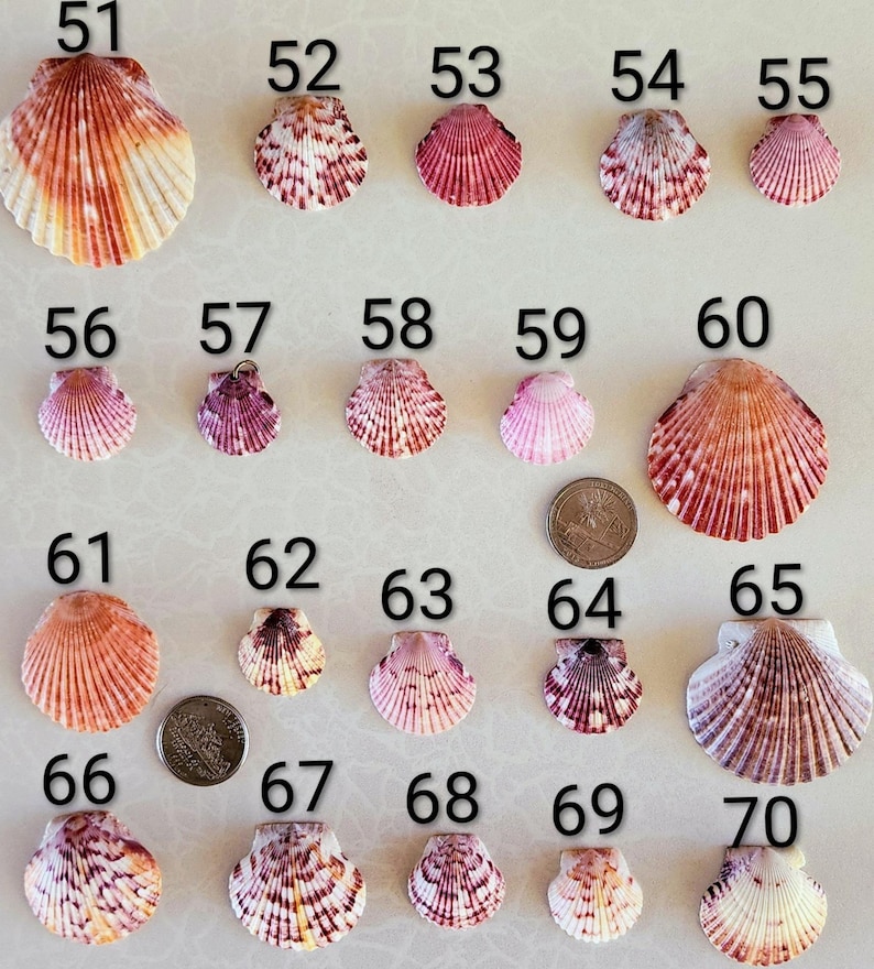 Real Seashell Pendant Necklace, Waterproof Beach Jewelry - Etsy