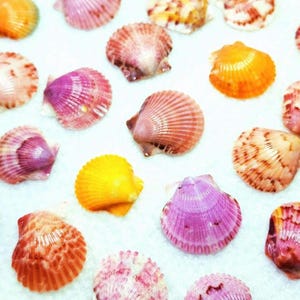 May include: A collection of vibrant seashells in hues of orange, yellow, pink, and purple. The shells are displayed on a white surface, highlighting their natural textures and patterns. Suitable for coastal decor or craft activities.