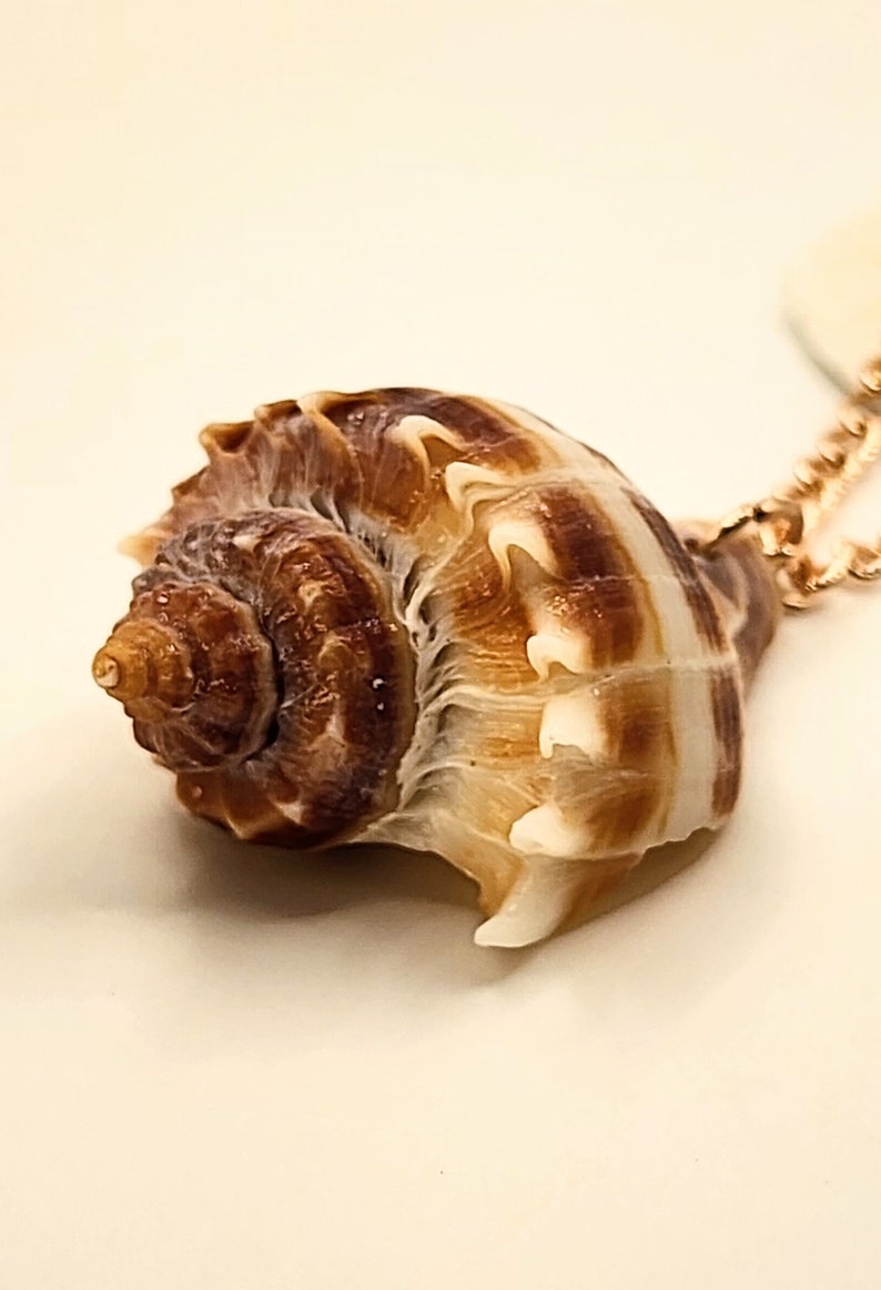 Real Seashell Pendant Necklace Made With Florida Crown Shells
