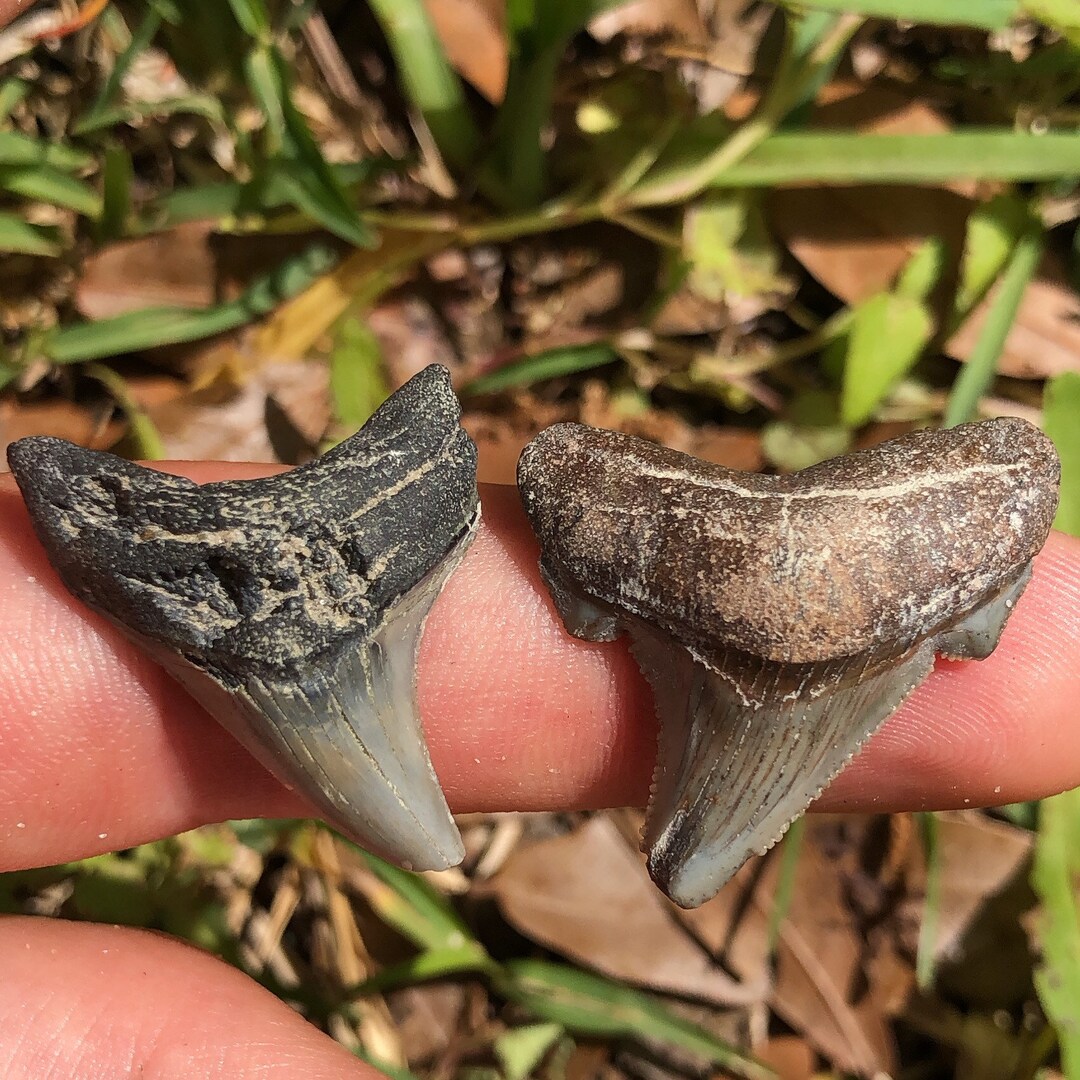 Pair of Rare Shark Teeth - Etsy