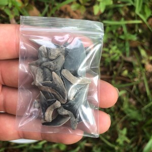 SHARK TOOTH Baggies (20 count plus)