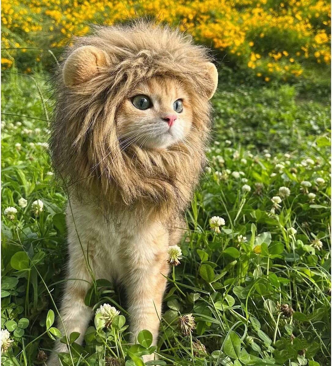 Cat Lion Costume - Etsy