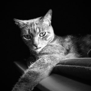 Grayscale cat in a dark background | digital print | downloadable picture