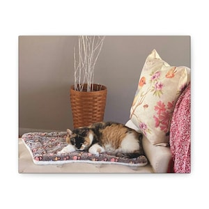 Wandbild Lustige Katze Schlafende Katze Niedliche Katze Auf Leinwand Wand Wraps Haustier schlafend Niedlich Tier schlafend