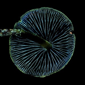 Psilocybe subtropicalis in UV and white light