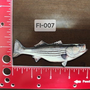 Puede incluir: Primer plano de un pez lubina rayada con cuerpo blanco y rayas negras. El pez está sobre una regla roja con el texto "FI-007" encima.