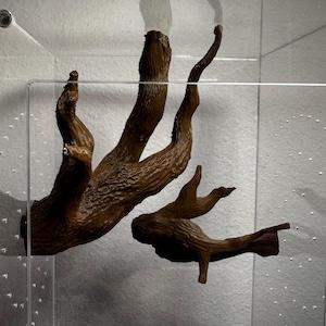 May include: Two brown, textured, branch-like structures mounted inside a clear acrylic enclosure. The larger piece features multiple upward-reaching limbs, while the smaller piece is positioned below with a horizontal orientation.