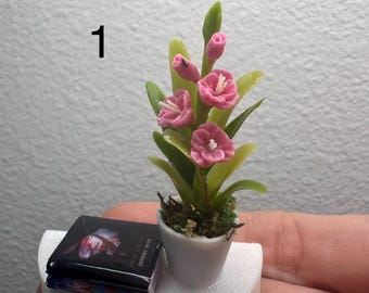 Estantes decorados con arañas saltadoras