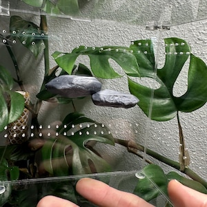 May include: A clear plastic terrarium with a green plant and two grey rocks inside. The terrarium has a clear plastic lid with small holes for ventilation.