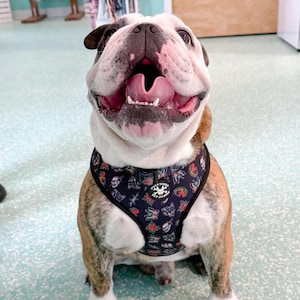 Traditional Tattoo Black Adjustable Tuff Bones Pet Supply Dog Harness image 8