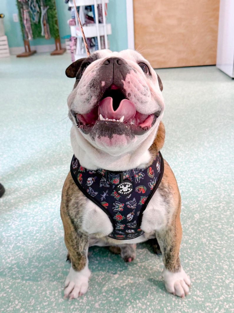Traditional Tattoo Black Adjustable Tuff Bones Pet Supply Dog Harness image 8