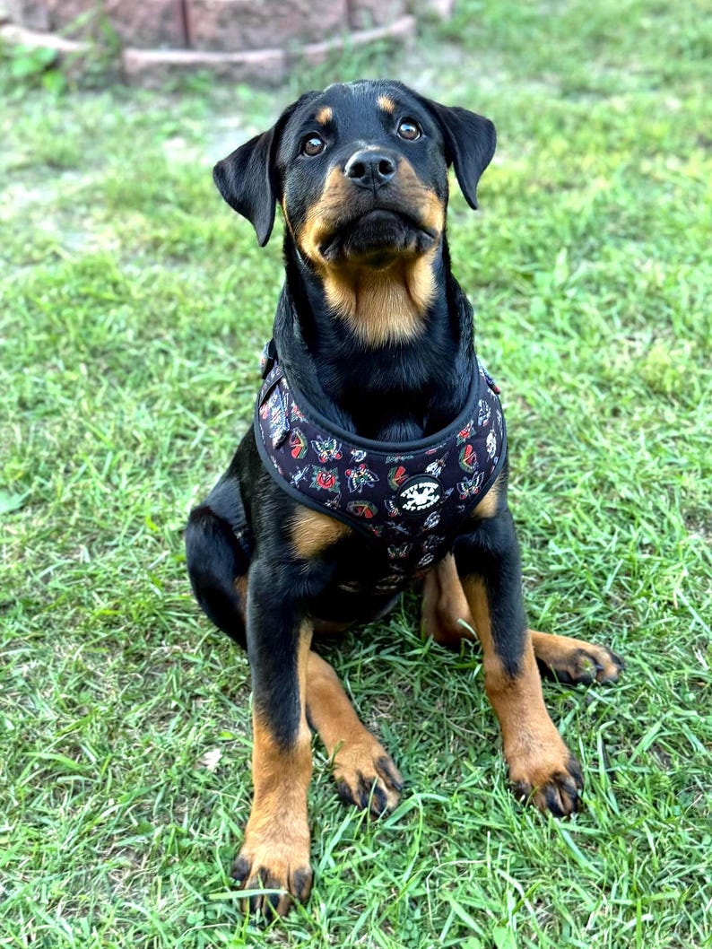 Traditional Tattoo Black Adjustable Tuff Bones Pet Supply Dog Harness image 5