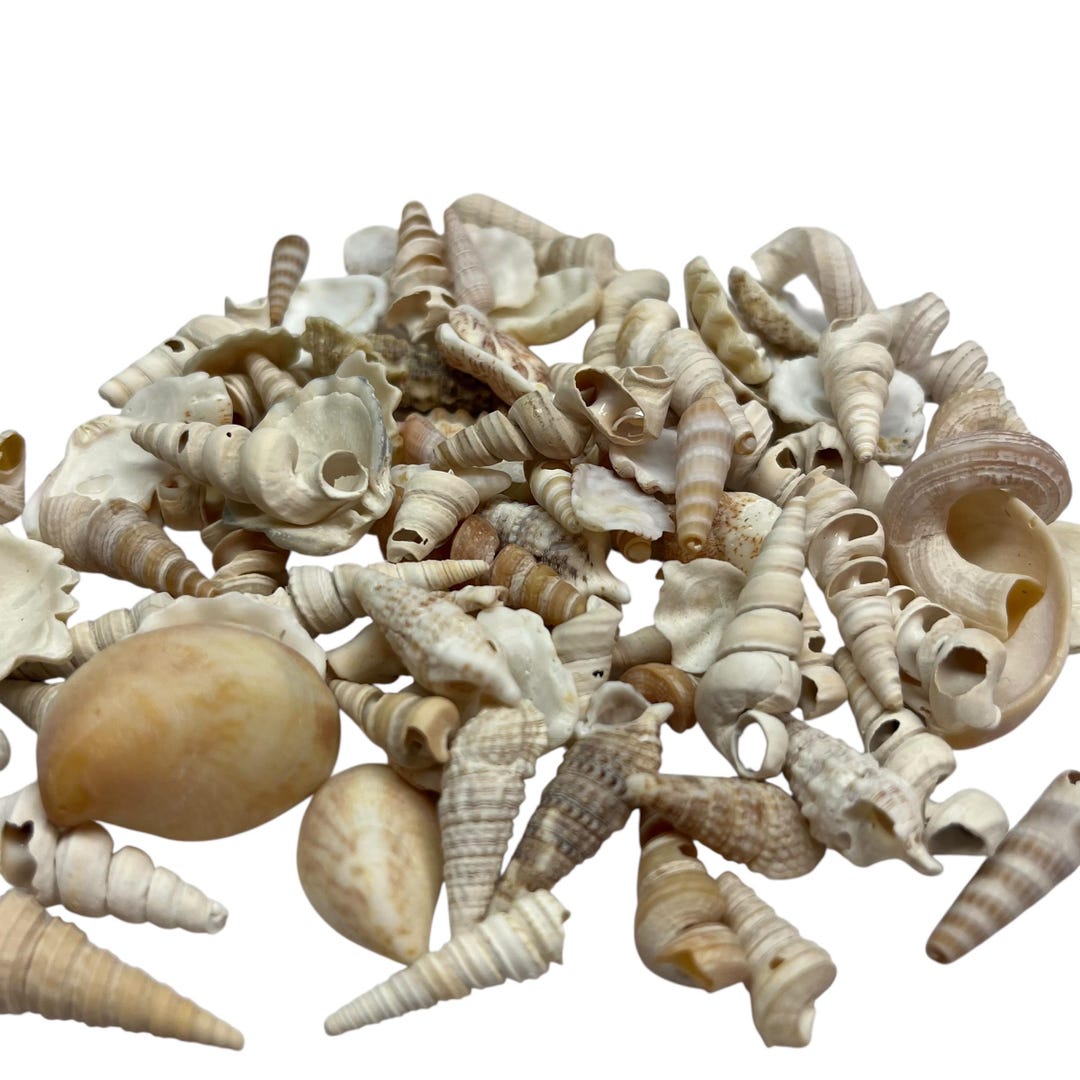 Drying Shells Dried Seashell Mix - Beach Shells - Aquarium Decor - Etsy