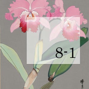 May include: A botanical illustration of pink orchids with green leaves and stems against a gray background. The flowers have ruffled edges and a detailed center. The number "8-1" is in a white box. There is Japanese text and a red seal.