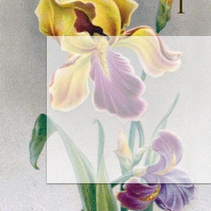 May include: A botanical illustration of irises. The flowers are depicted in shades of yellow, purple, and white, with green leaves and stems. The number "1" is printed in brown. The artwork has a vintage aesthetic.