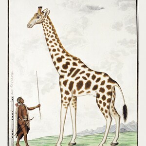 May include: An antique print of a giraffe with brown spots and a long neck, standing next to a person holding a bow and arrow. The giraffe is the focal point, with a detailed depiction of its coat pattern. The background features a landscape with mountains and a ruler.