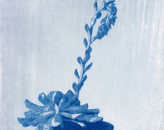 Succulent in Ceramic Pot Cyanotype Original Image