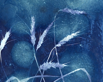 Wheat; Wet Cyanotype