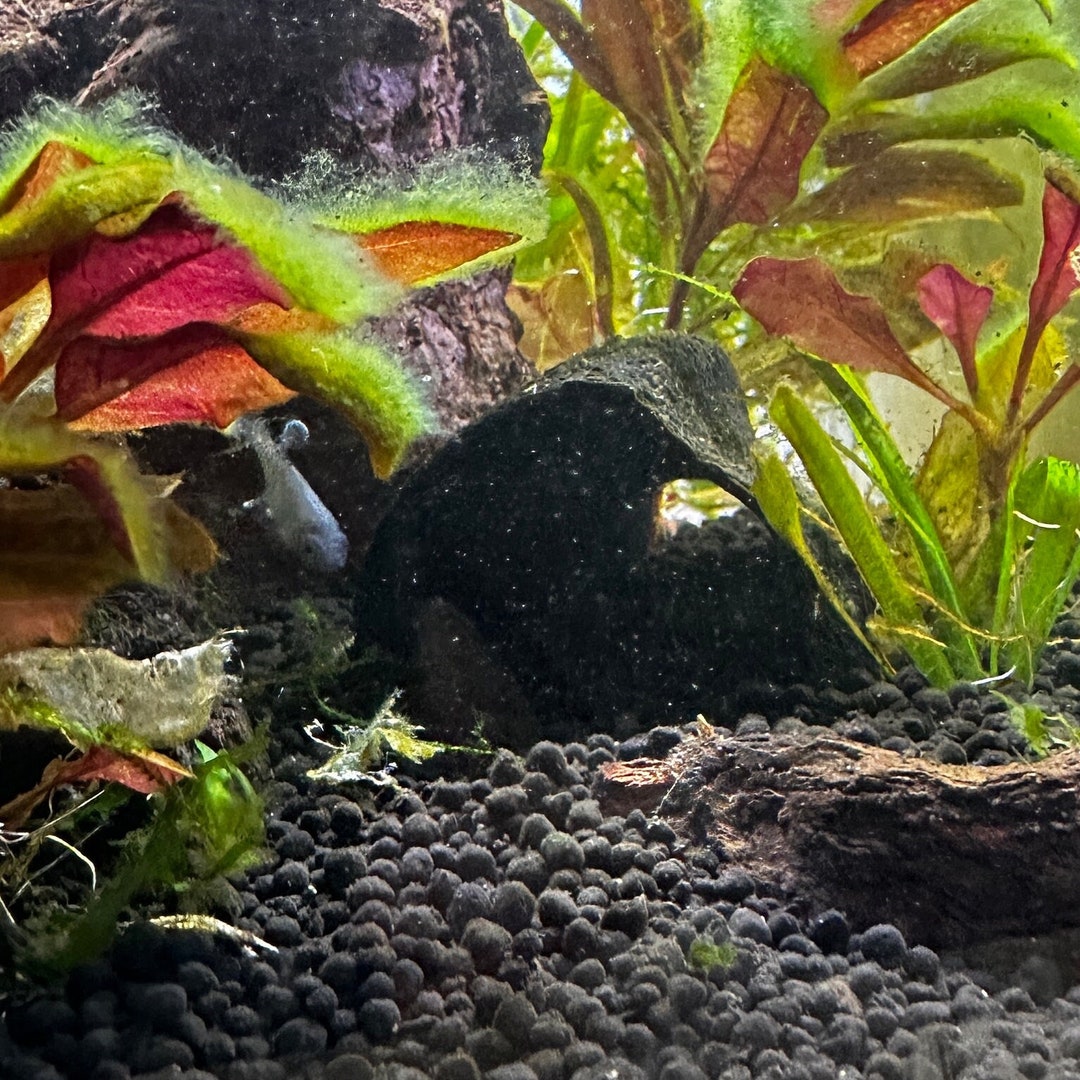 Aquarium and Terrarium Cave for Fish and Shrimp Breeding and Hiding