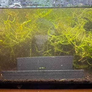 Straight Wall aquarium wall substrate separator for fish tank 3d print