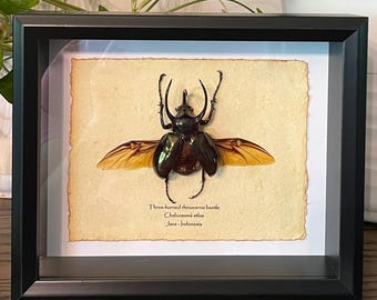 Framed Three-Horned Rhinoceros Beetle: Chalcosoma Atlas Display