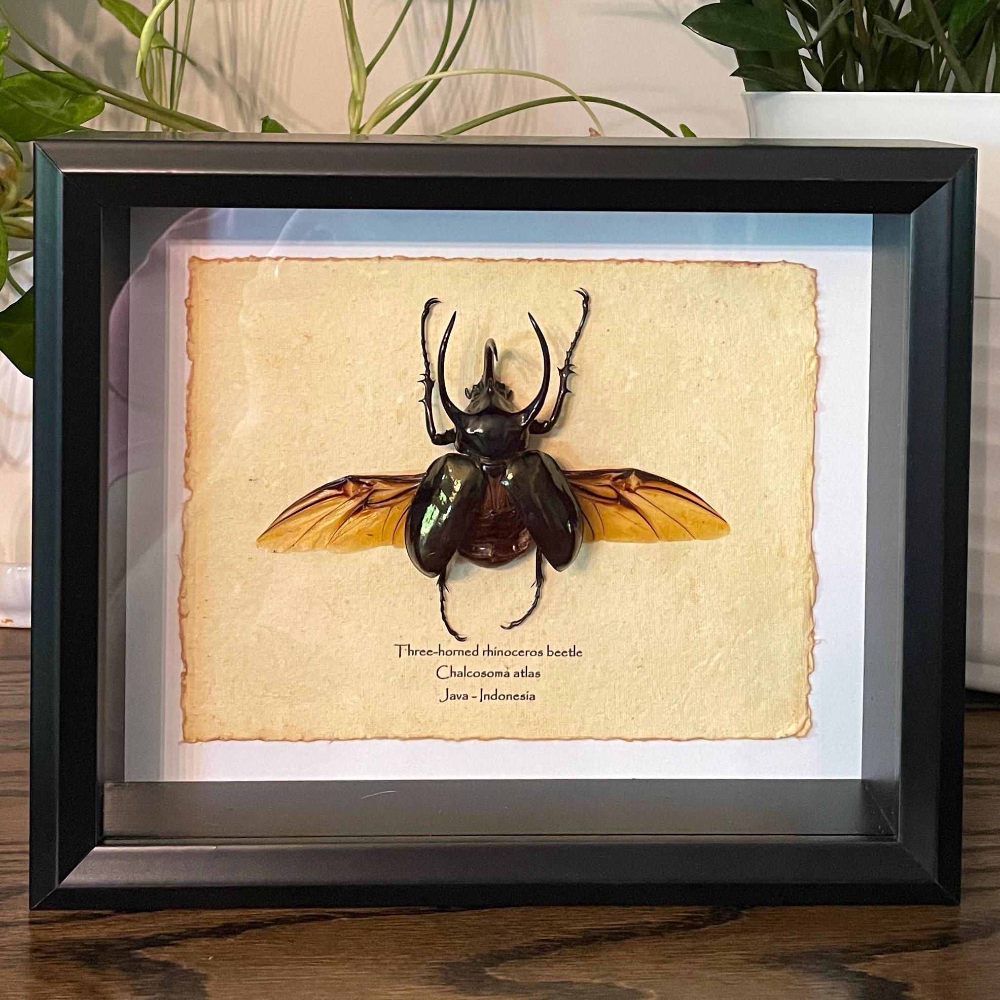 昆虫標本.3 RHINOCEROS BEETLE Framed Three-horned Rhinoceros Beetle: Chalcosoma Atlas Display - Etsy