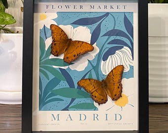 Real Orange Cruiser Butterfly Display - Madrid Flower Market Print - Black Shadow Box
