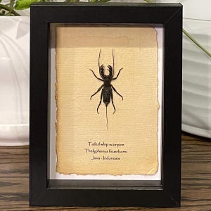Tailed whip scorpion mounted in 6"x8" frame, with information card on back (Thelyphonus feuerborni)