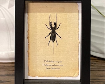 Mounted Tailed Whip Scorpion Specimen in Frame, Entomology Display