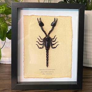 Giant Asian scorpion mounted in a shadow box display - framed insect wall art & natural home decor for nature lovers and bug enthusiasts
