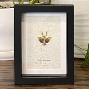 Framed Jeweled Flower Mantis: Creobroter gemmatus Display